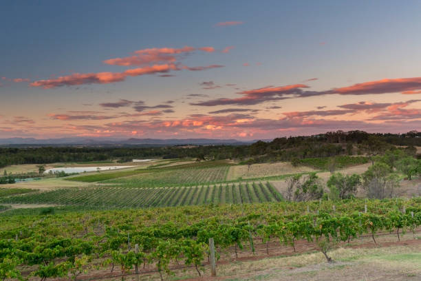 zachody słońca w winnicach hunter valley - vineyard hunter valley australia vine zdjęcia i obrazy z banku zdjęć