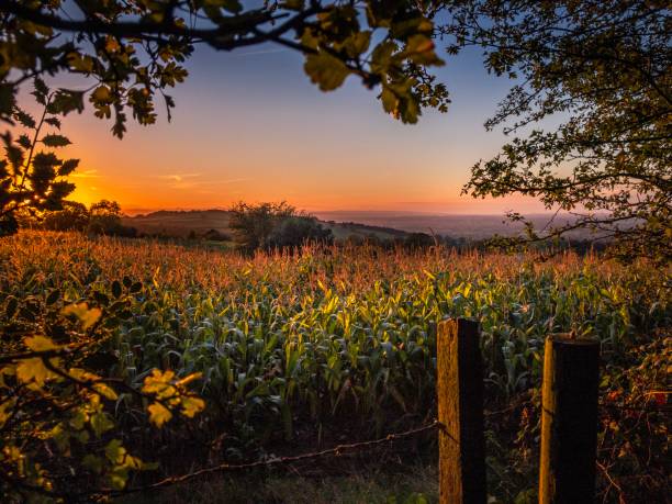 golden sunset over a cornfield in burwardsley, cheshire - barbed wire rural scene wooden post fence imagens e fotografias de stock