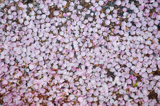 istock Cherry blossom petals background 1047497838