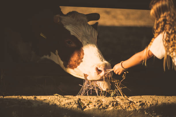Cows being fed fodder housed in winter, Roscommon, Ireland.