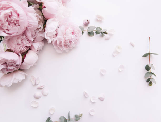 istock Beautiful, tender fresh blossoming aromatic pink Peony flowers and eucalyptus branches on the white background, top view, flat lay 1047503076