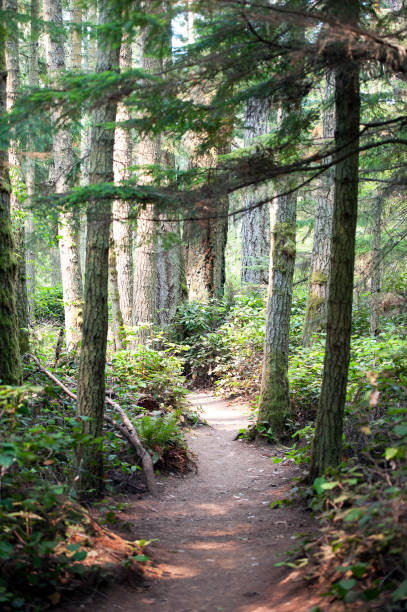 istock Leafy Lane on Lopez, San Juan islands, USA 1047508676
