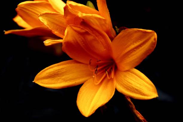 istock Flowers in the dark background 1047508918