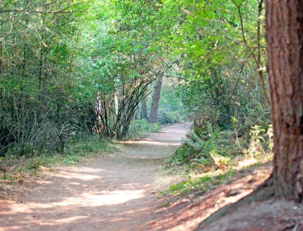 istock Tree lined lane, Lopez, San Juan Islands, USA 1047509006