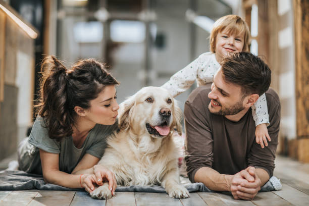 jeune heureuse famille appréciant avec leur golden retriever à la maison. - retriever golden retriever dog happiness photos et images de collection