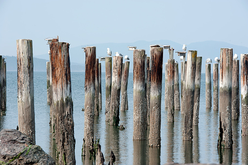 Seagulls perch on the old pier pilings, creating rippled reflections at the waters edge of Anacortes, towards the San Juan Islands, Pacific Northwest, USA