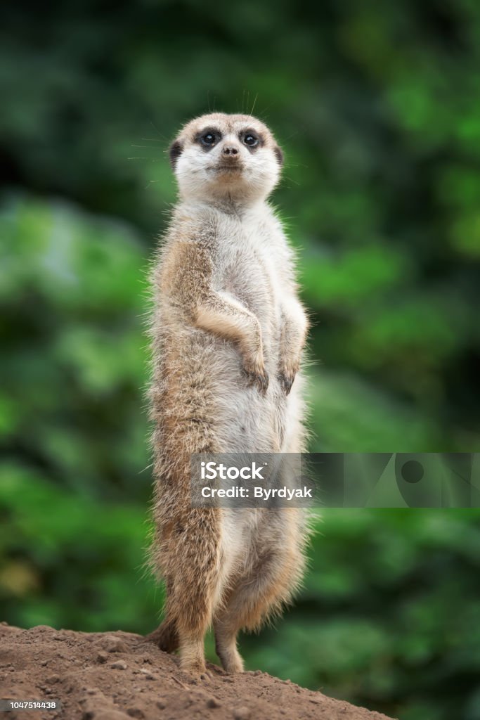 Surricate meerkats standing Cute meerkat standing looking for something Meerkat Stock Photo