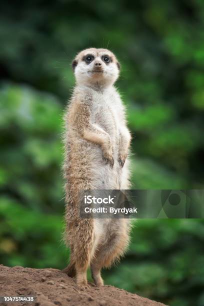 Surricate Meerkats Standing Stock Photo - Download Image Now - Meerkat, Africa, Alertness