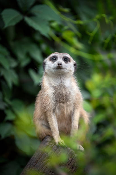 istock Surricate meerkats standing 1047514476