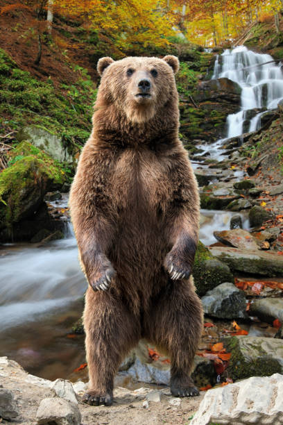 istock Big brown bear standing on his hind legs 1047514558
