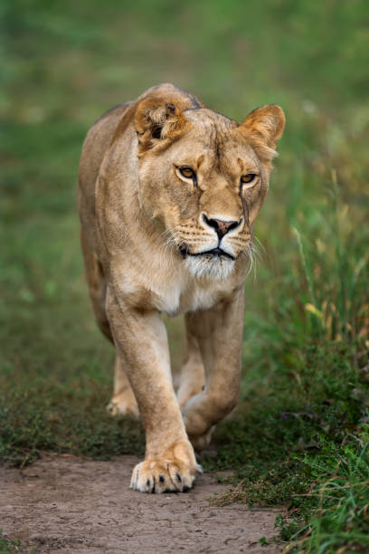 istock Young lion in green grass 1047514572