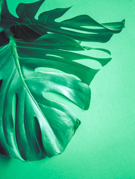 istock monster leaves on a green background 1047518266