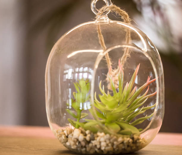 istock plants in a glass vase 1047519924