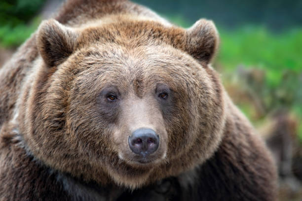 istock Portrait brown bear in the forest 1047520224