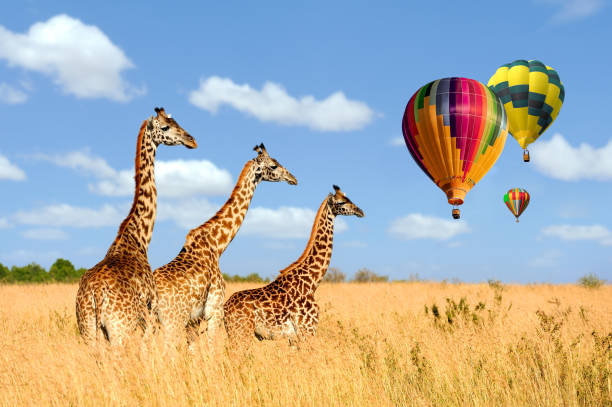 gruppe-giraffe im nationalpark in kenia mit luftballon - animal animal neck cute safari animals stock-fotos und bilder