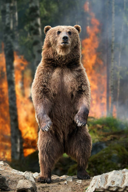 istock Big brown bear standing stands in burning forest 1047520410
