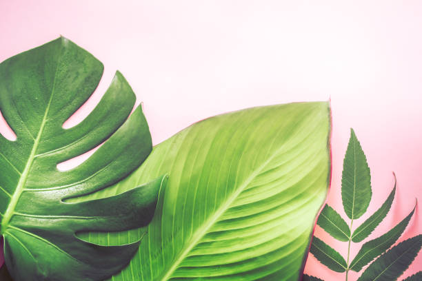 istock different beautiful tropical leaves on pink background 1047523844