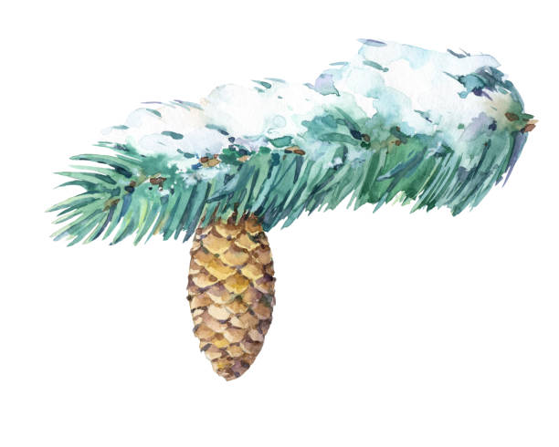 モミ枝コーンと雪の白い背景で隔離。 - pine tree pine cone branch isolated点のイラスト素材／クリップアート素材／マンガ素材／アイコン素材