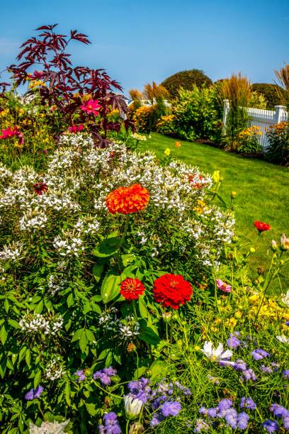istock Different types of flower in the yard of Ogunquit, Maine 1047529024