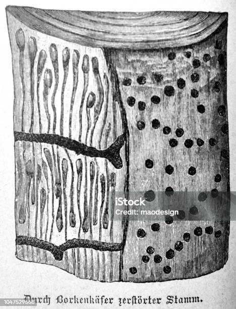 Trunk Destroyed By Bark Beetle Stock Illustration - Download Image Now - 1880-1889, 1888, 19th Century