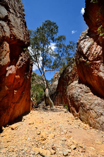 australia, northern territory, standley chasm - northern territory macdonnell ranges australia eucalyptus imagens e fotografias de stock