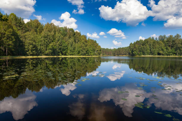 夏の森湖 - boreal forest lake riverbank waters edge ストックフォトと画像