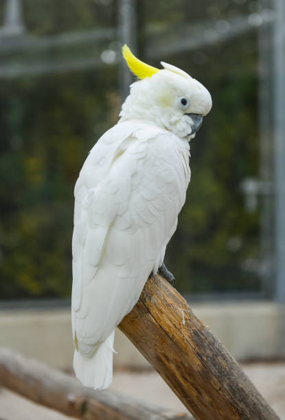istock Sulphur-crested white Cockatoo parrots 1047554360