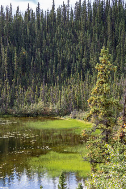 istock Tatchun lake in Yukon Canada. 1047556988