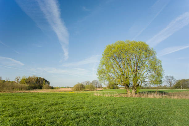 istock Large willow in the meadow and blue sky 1047557132