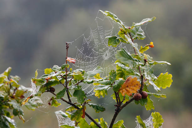 Photo of Autumn Spider Web - UK