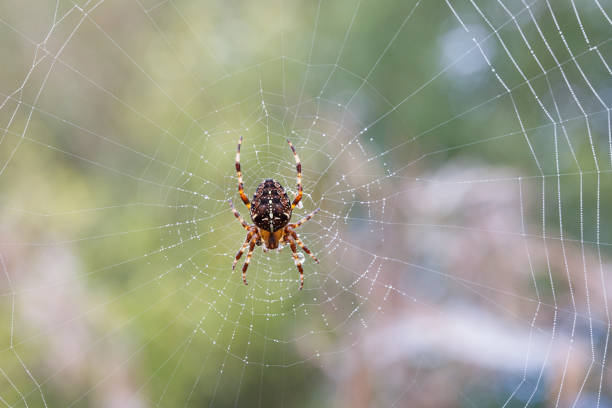 istock Orb Weaver Spider - Araneus Diadematus 1047558820