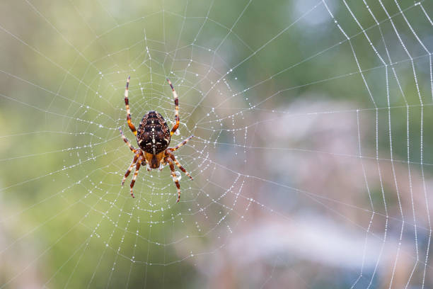 Orb Weaver Spider - Araneus Diadematus