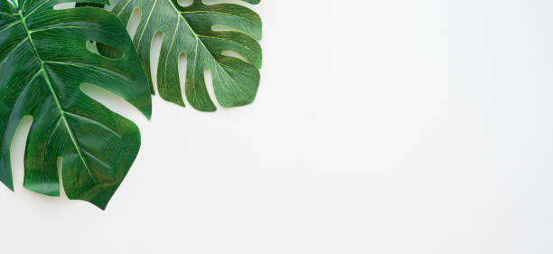 istock close up top view of green monstera leaves la yon white panoramic image background with empty copy space for design element , spring summer concept 1047561938