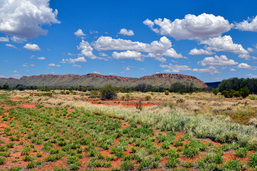 Australia, NT, pasture along McDonnell range near Alice Springs