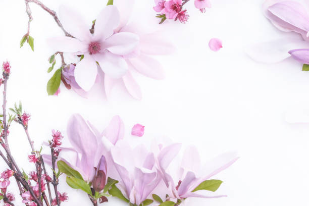 istock Beautiful magnolia flowers 1047561952