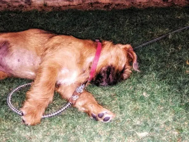 This is an image of a beautiful puppy sleeping in the grass.