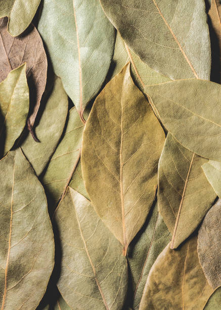 istock full frame view of aromatic dried bay leaves background 1047565034