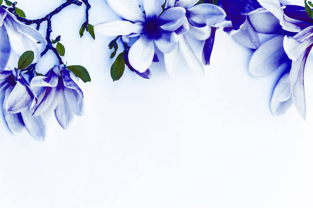 istock Beautiful magnolia flowers 1047565052