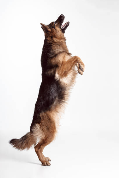 istock Shetland Sheepdog standing in front of a white background 1047565994