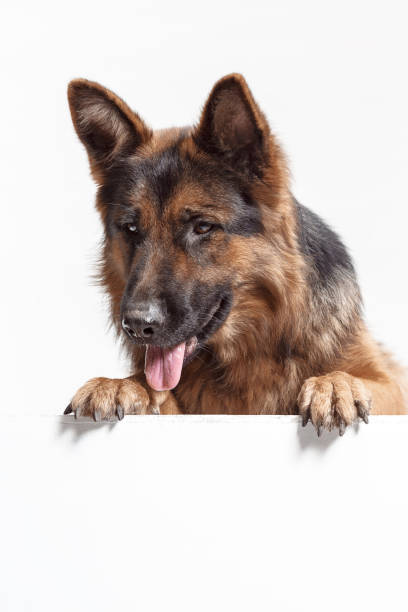istock Shetland Sheepdog sitting in front of a white background 1047566128