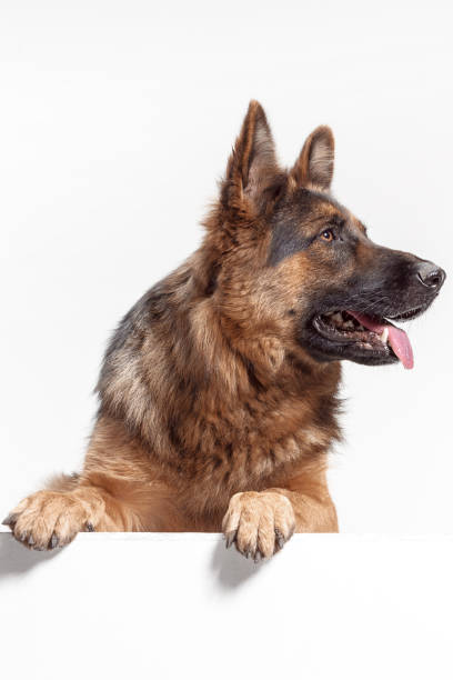 istock Shetland Sheepdog sitting in front of a white background 1047566134