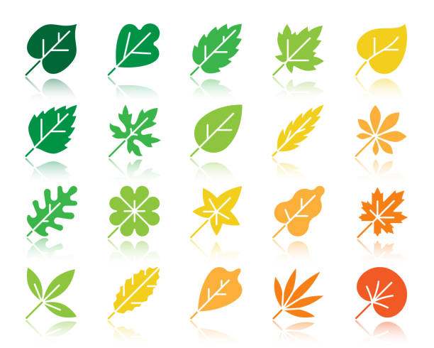Organic Leaf color silhouette icons vector set vector art illustration
