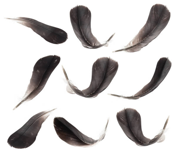 istock Collection of feather on a white background 1047568968
