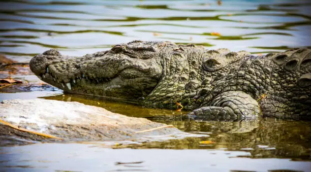 Photo of Mugger crocodile on riverside
