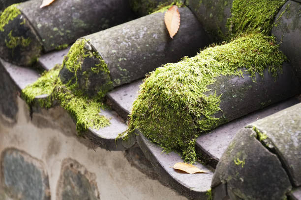 istock VH510 The moss on the stone wall 1047573626