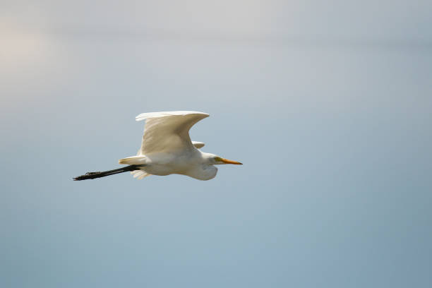 istock VH510 Egret's wings 1047573638