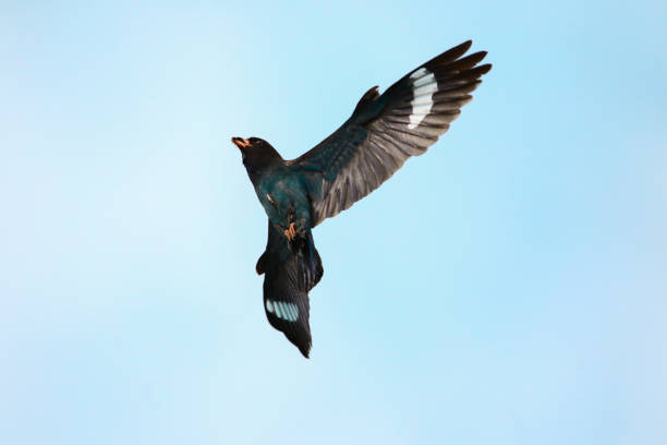 istock VH510 Flying Blue bird 1047573692