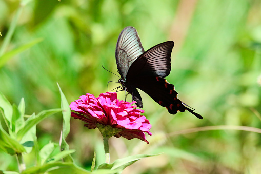 A butterfly is eating nectar from a flower. The Korean peninsula has broad distribution and is observed mainly in the mountainous area, and the population is relatively large. It occurs twice a year, from April to June in spring type, and from July to September in summer type. Winter with pupa