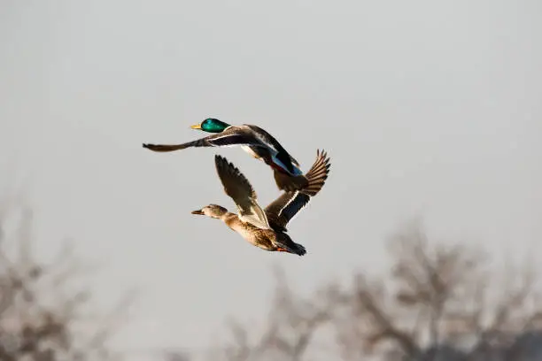 Mallard females and males are flying. Body length is about 60cm for male and 52cm for female. The male has a dark green, white, thin neck with glossy hair and neck. The upper breast is dark brown. The tail feathers are white, but only the middle tail feathers are black and they are rolled up. Beak is yellow. Females are stained brown. It is a species of ducks, the most common winter bird in Korea, and is also a representative hunting bird.