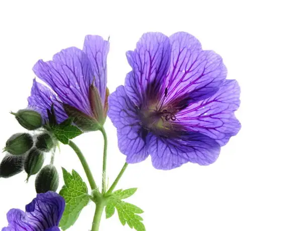 Violet flower and buds